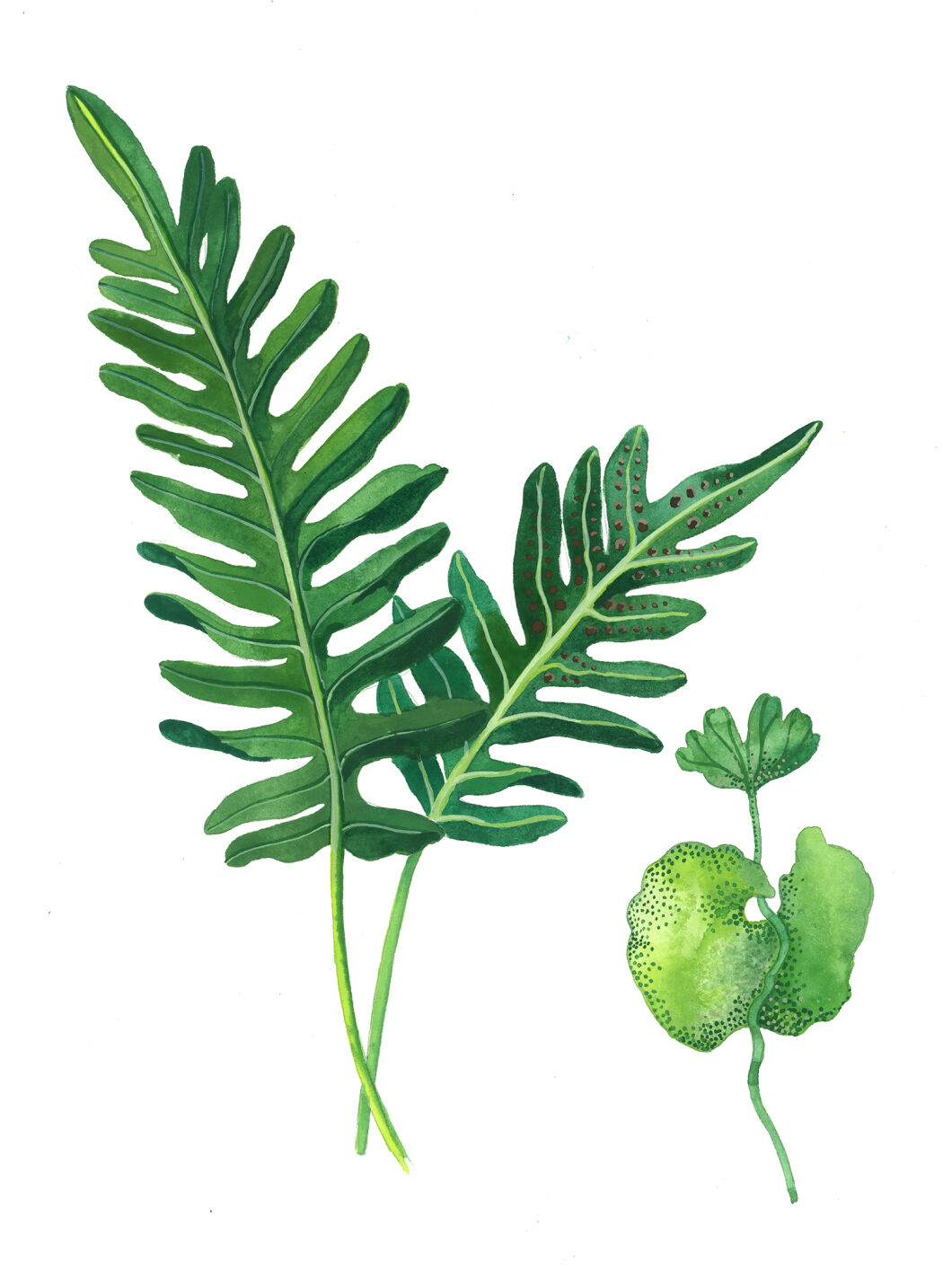 Botanical illustration by Malin Gyllensvaan