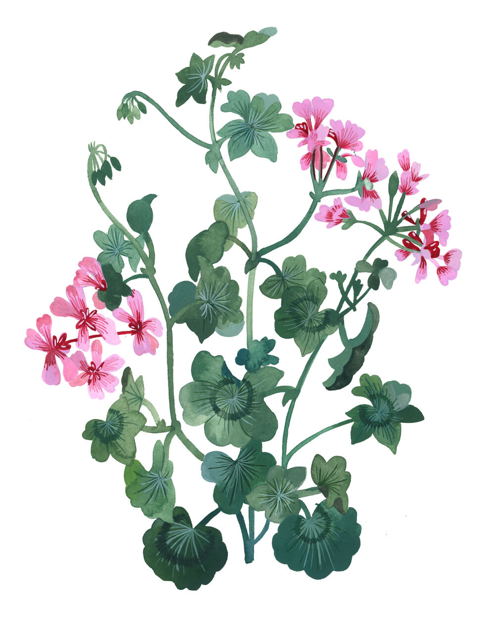 Botanical artwork by Malin Gyllensvaan