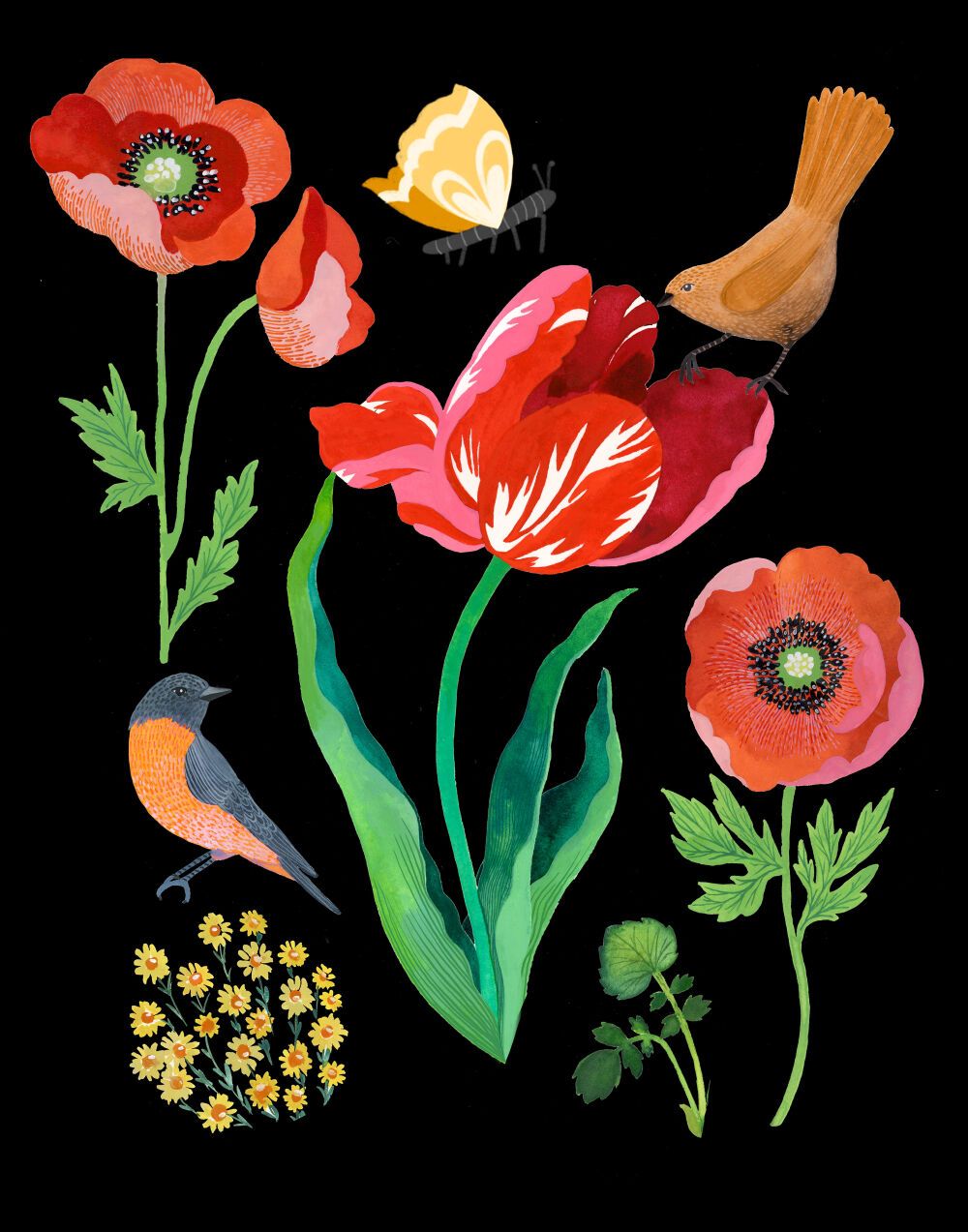 Botanical hand drawn illustration by Malin Gyllensvaan